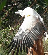 Vulture, De Wildt Wildlife Sanctuary - Copyright � Explore Africa Tours & Safaris