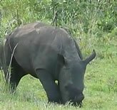 Baby Rhino, Hluhluwe-Umfolozi Game Reserve - Copyright  Explore Africa Tours and Safaris