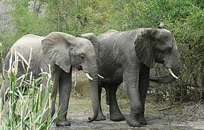 Elephants, Kruger National Park, South Africa - Copyright © Explore Africa Tours & Safaris