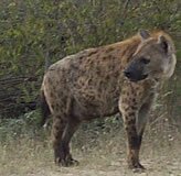 Hyena, Kruger National Park, South Africa - Copyright © Explore Africa Tours & Safaris