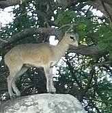 Klipspringer, Kruger National Park - Copyright  Explore Africa Tours & Safaris