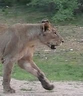 Lioness, Kruger National Park, South Africa - Copyright © Explore Africa Tours & Safaris