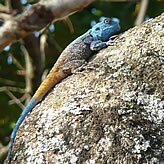 Rock Lizard, Kruger National Park - Copyright  Explore Africa Tours and Safaris