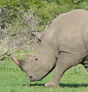 Rhino, Kruger National Park, South Africa - Copyright © Explore Africa Tours & Safaris