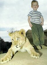 Lion cub, Lion Park, Johannesburg, South Africa - Copyright @ Explore Africa Tours & Safaris