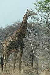 Giraffe, Pilanesberg National Park - Copyright  Explore Africa Tours and Safaris