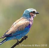 Iilac Breasted Roller, Pilanesberg National Park - Copyright  Pierrine & Marc