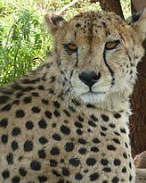 Cheetah, Rhino & Lion Park, South Africa - Copyright © Explore Africa Tours & Safaris