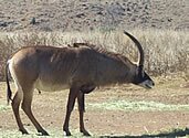 Roan Antelope, Rhino & Lion Park - Copyright  Explore Africa Tours & Safaris