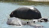 Hippos, St. Lucia Game Estuary Reserve - Copyright  Explore Africa Tours and Safaris