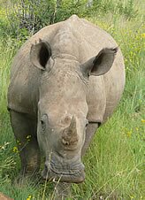 White Rhino, Pilanesberg National Park, South Africa - Copyright © Explore Africa Tours & Safaris